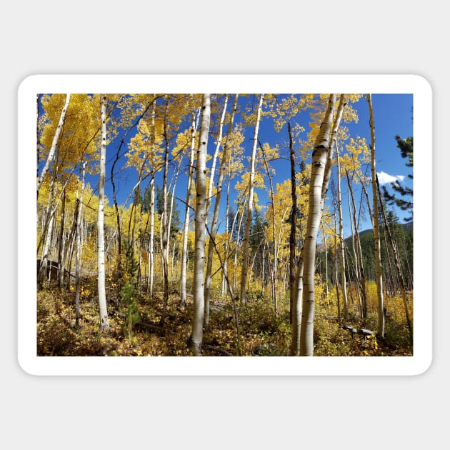 Golden Aspen Grove Sticker by algill